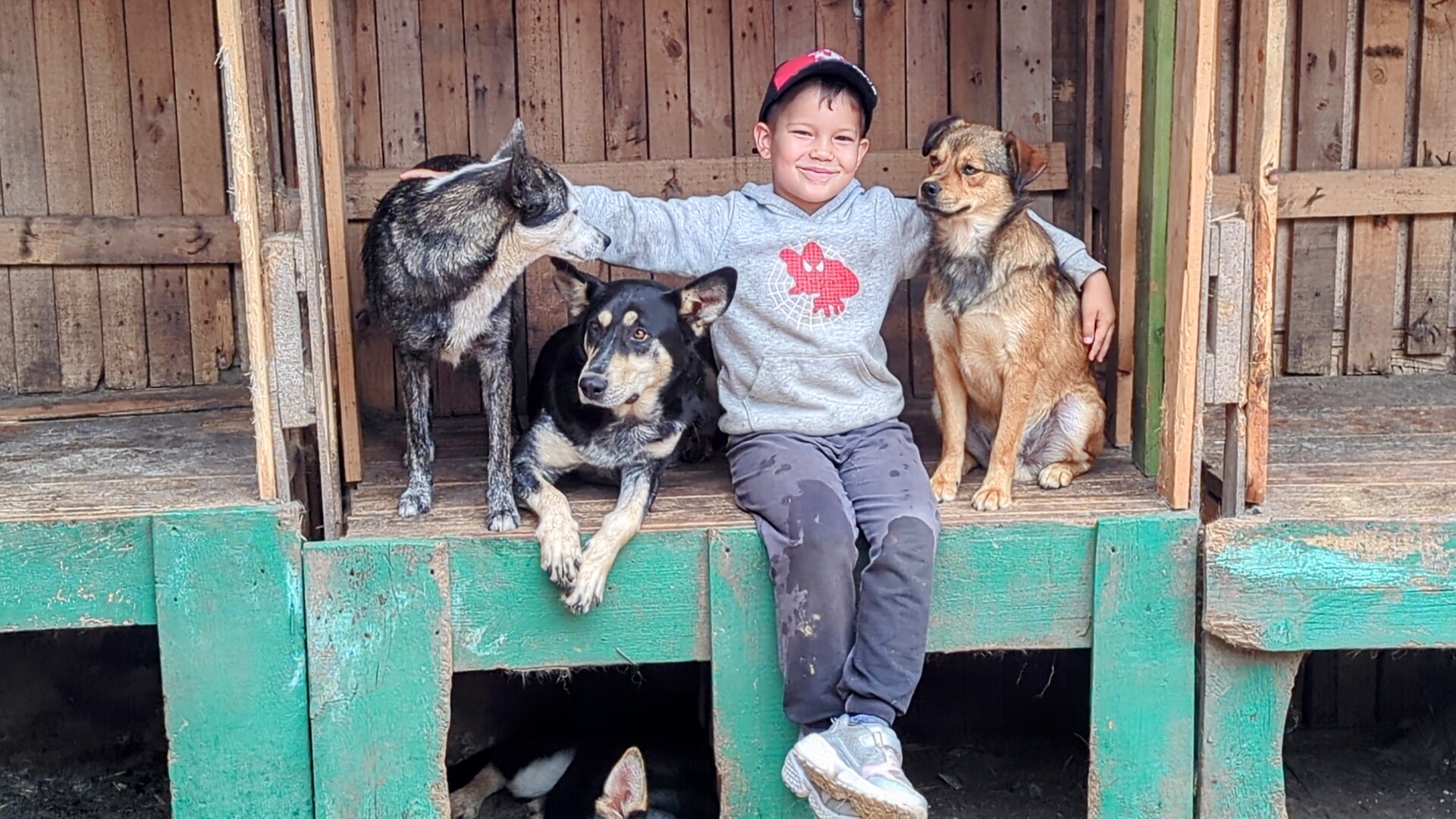 приют ковчег калининград видео сегодня