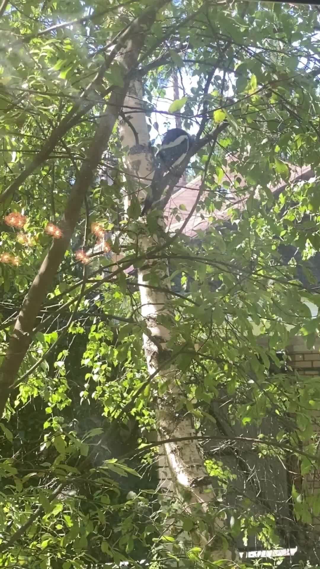 Дети. Школа. Жизнь | Впервые вижу такую птицу! Прилетела и села на ...