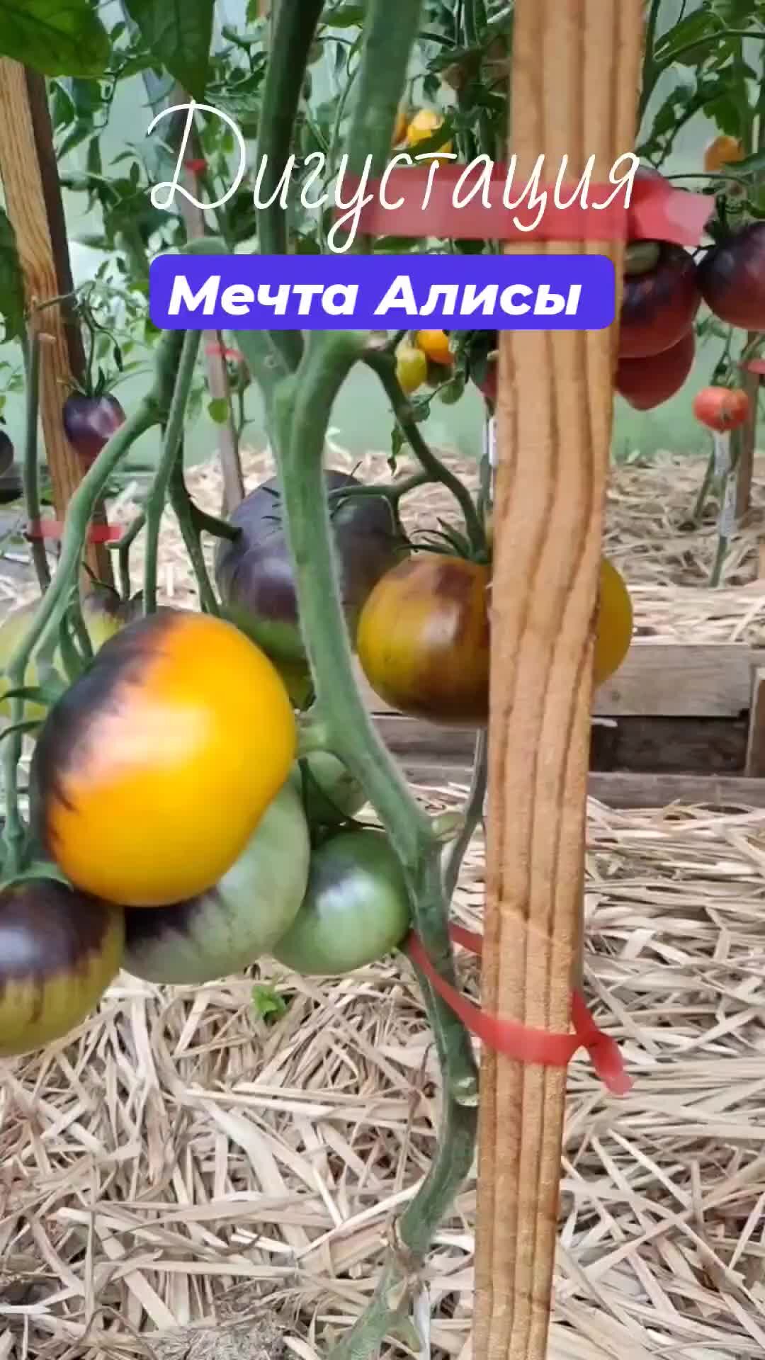 Сорт томатов мечта алисы фото Отзыв о Семена томата Редько В.В. "Мечта Алисы" Томат Мечта Алисы, мечта каждого