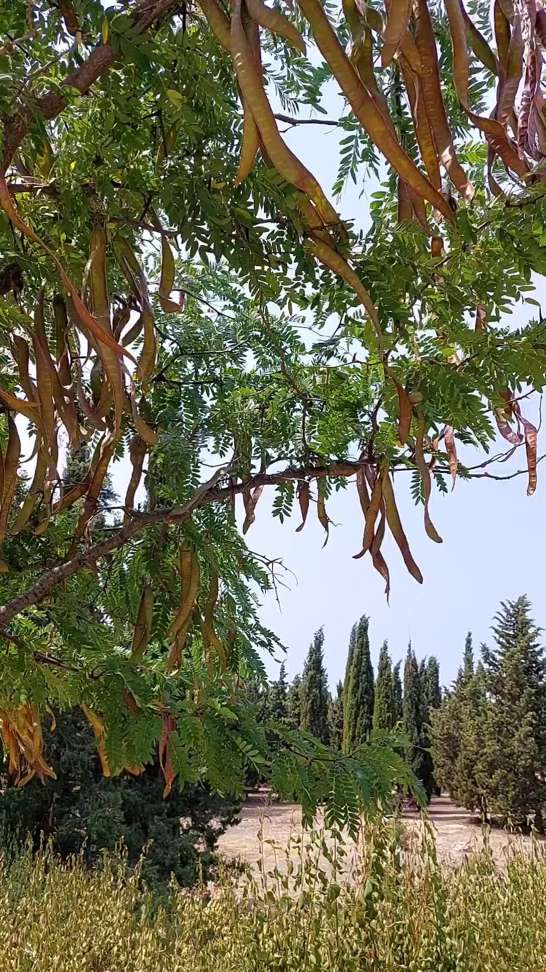 колбасное дерево фото