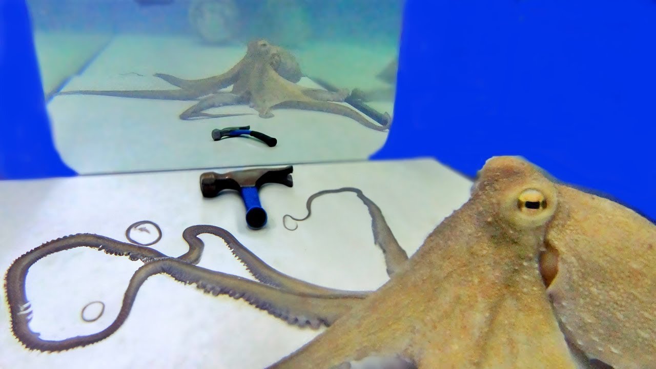 Осьминог скульптура. Осьминог рисунок. Плетение из ротанга осьминожка кашпо. Движение осьминога. Осьминог игрушка.