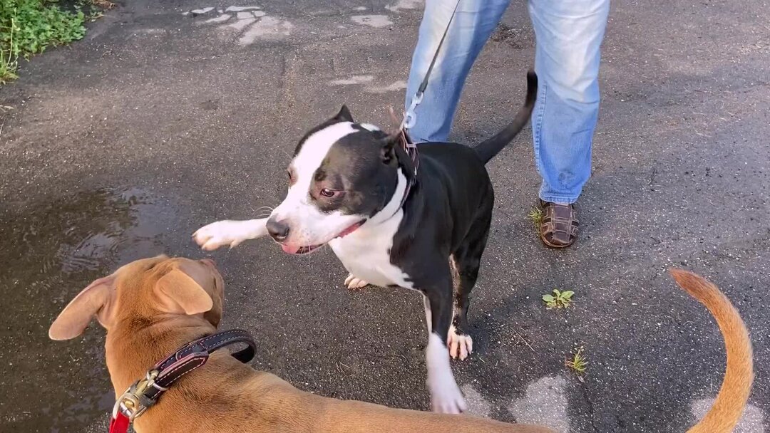 Американский питбультерьер adba. Амстафф и питбуль отличия фото. Питбуль бежит. Держи питбуля и дробовик. Питбуль из приюта питбуль из приюта.