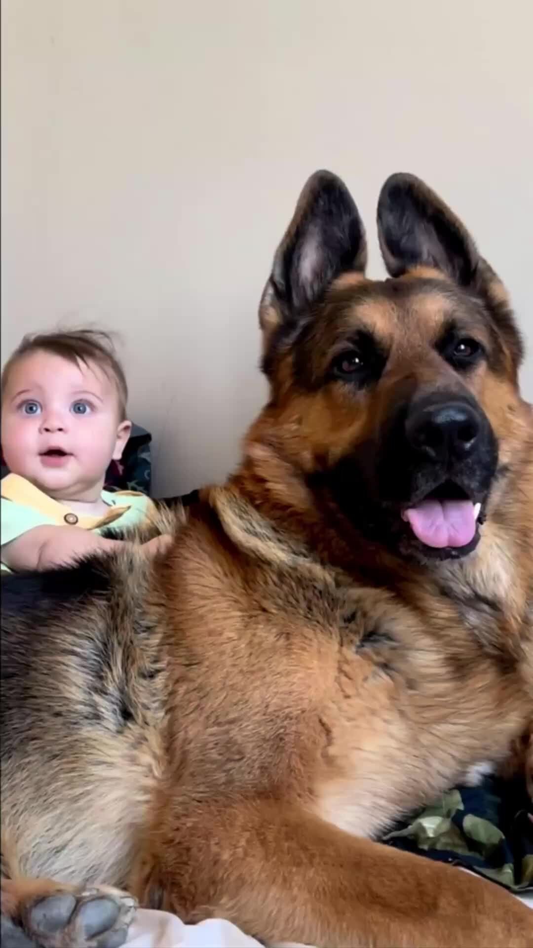 Всё о братьях наших меньших ?? | собака - лучший друг человека ? | Дзен