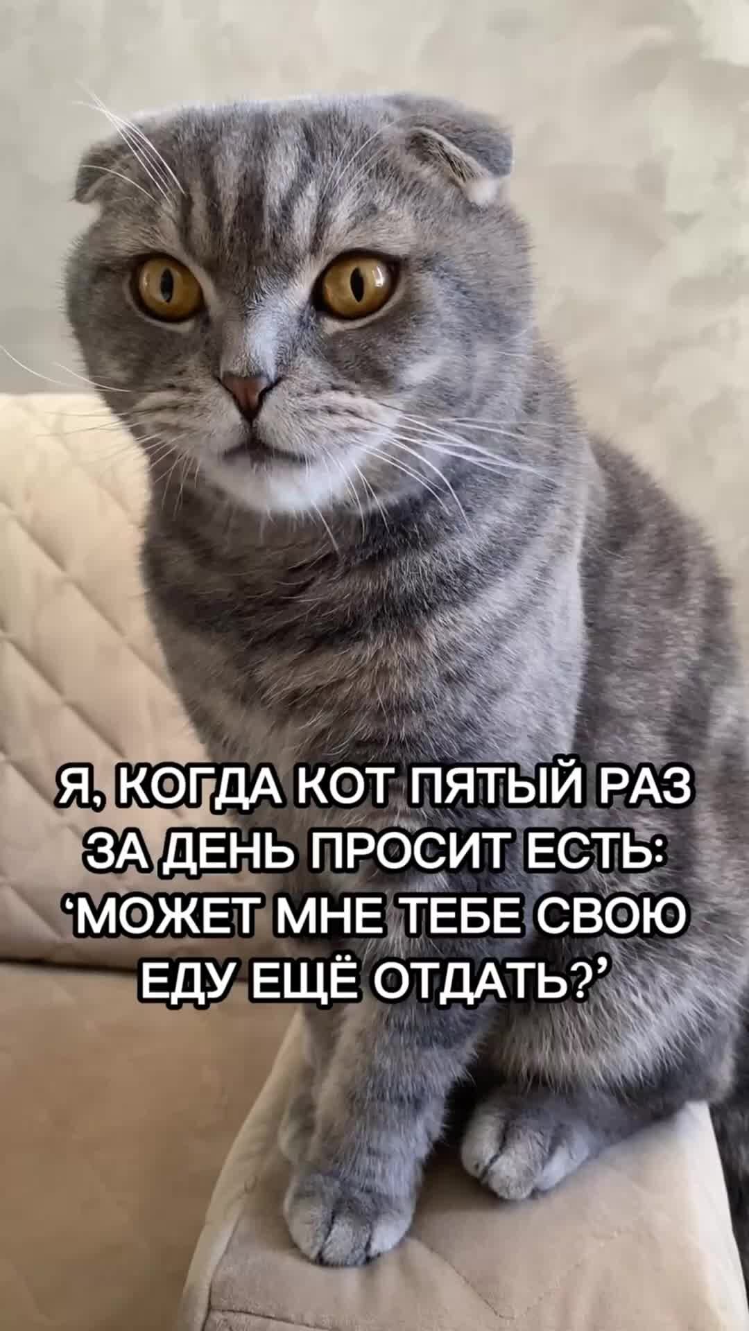 Ты нравишься маме кошкина. Кота разбудили. Кот разбудил приколы. Котоматрица лучшее позитив. Кот разбудил меня.