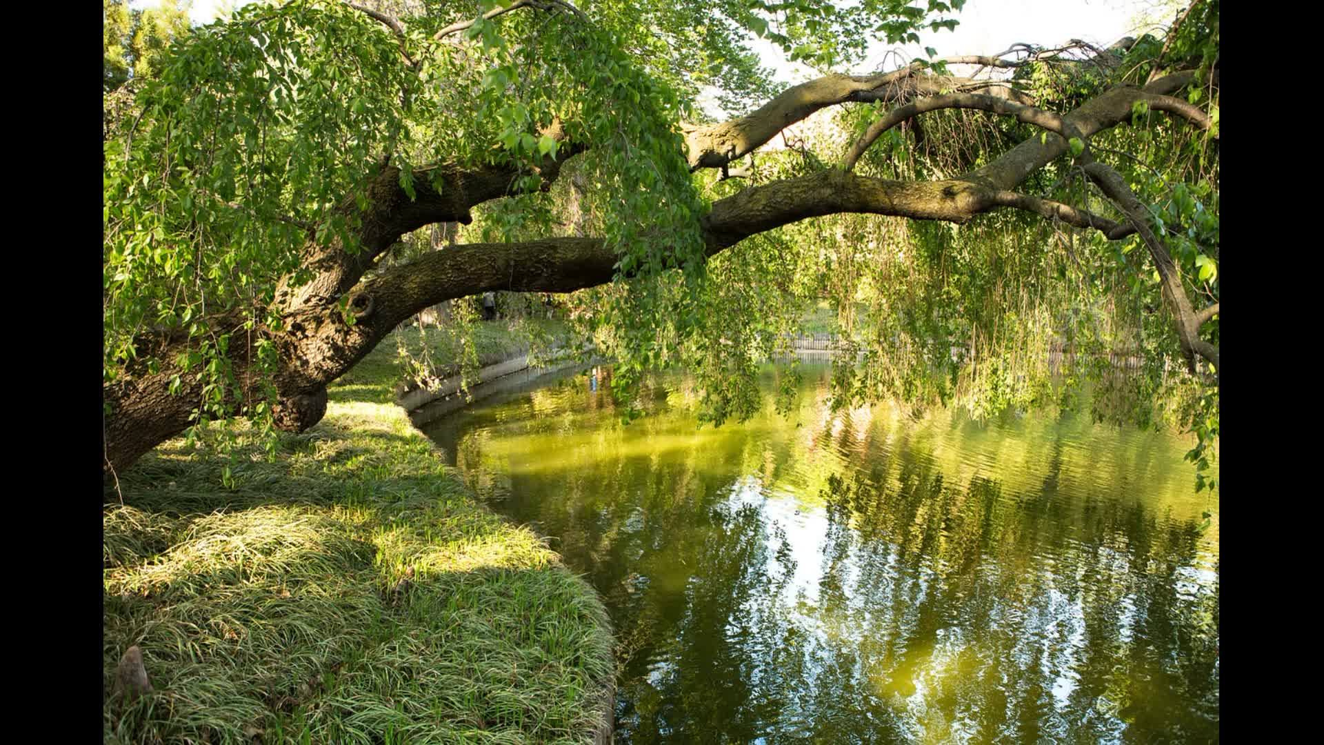 Речка и деревья. Дерево над водой. Новая зеландия река уаикато. The trees river. Дерево около речек.