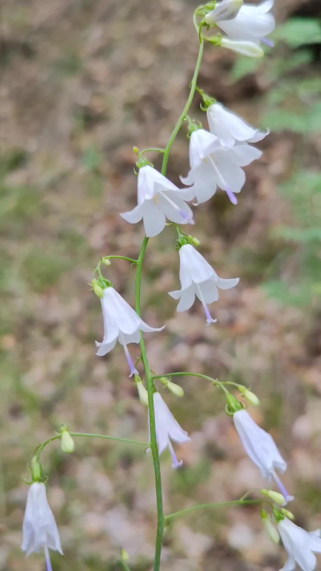 Елена Халдина | Колокольчик лесной | Дзен