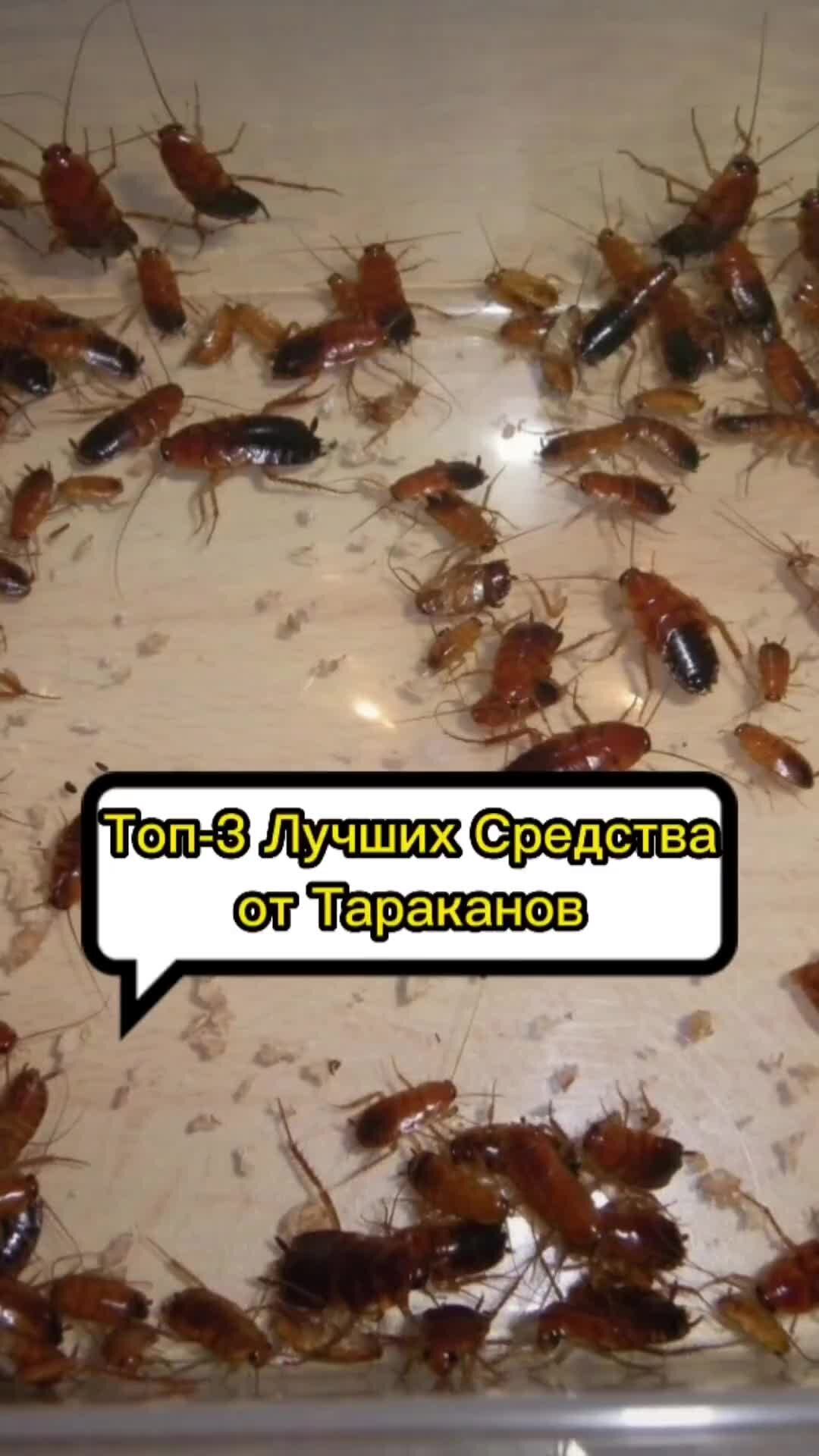 MyPestControl.ru | Как избавиться от тараканов навсегда, способ от соседки.  В видео показано 3 способа как уничтожить тараканов в квартире. | Дзен