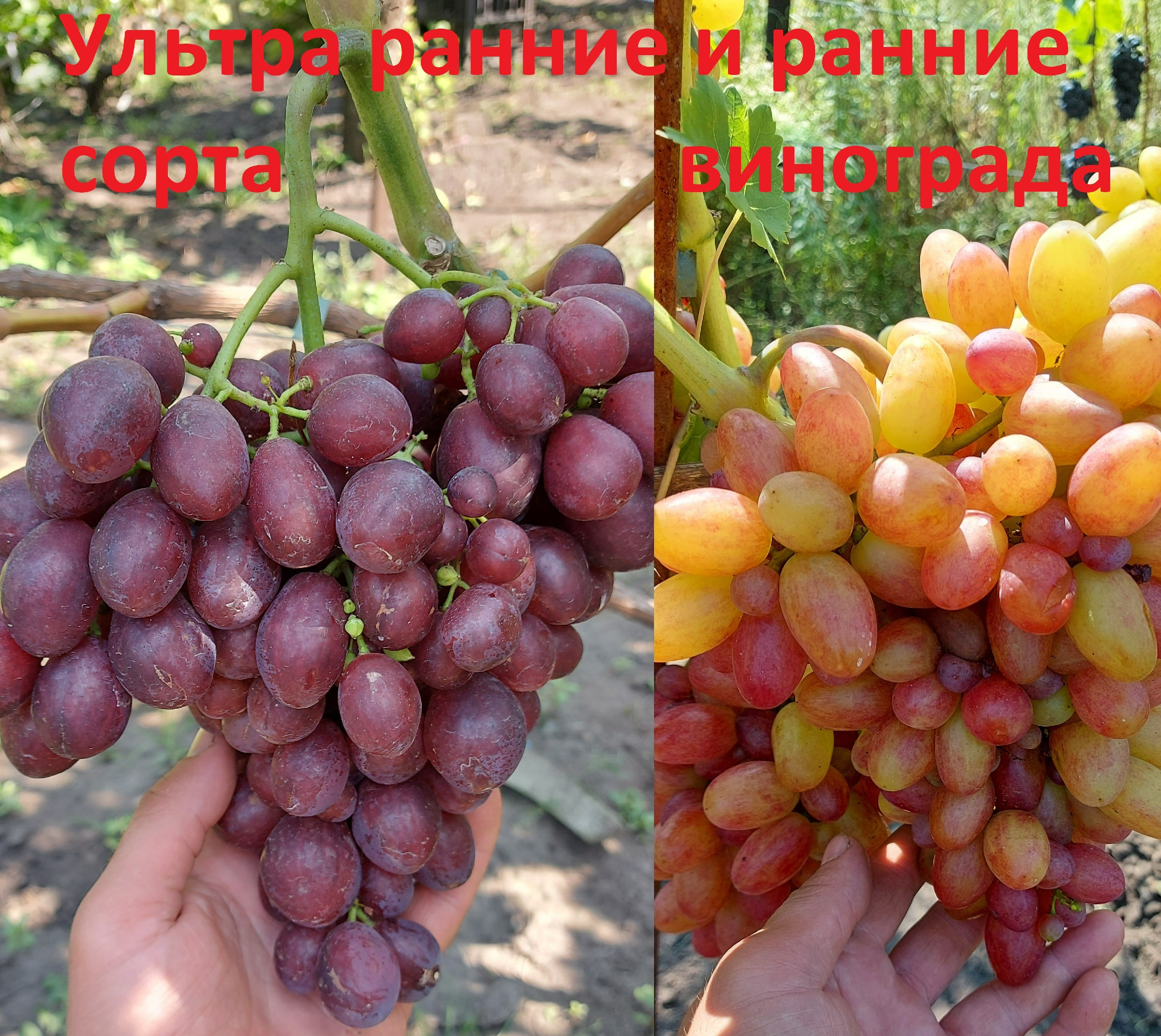 ультра ранний