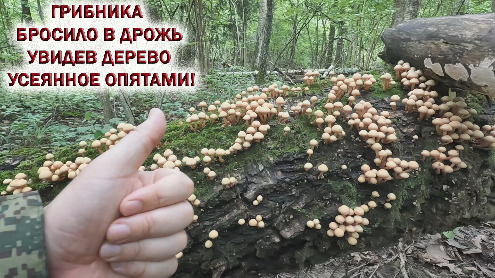 сморчки в подмосковье 2023. грибы видео 2023. грибы в подмосковье 2023. грибная шапочка. июньские грибы.