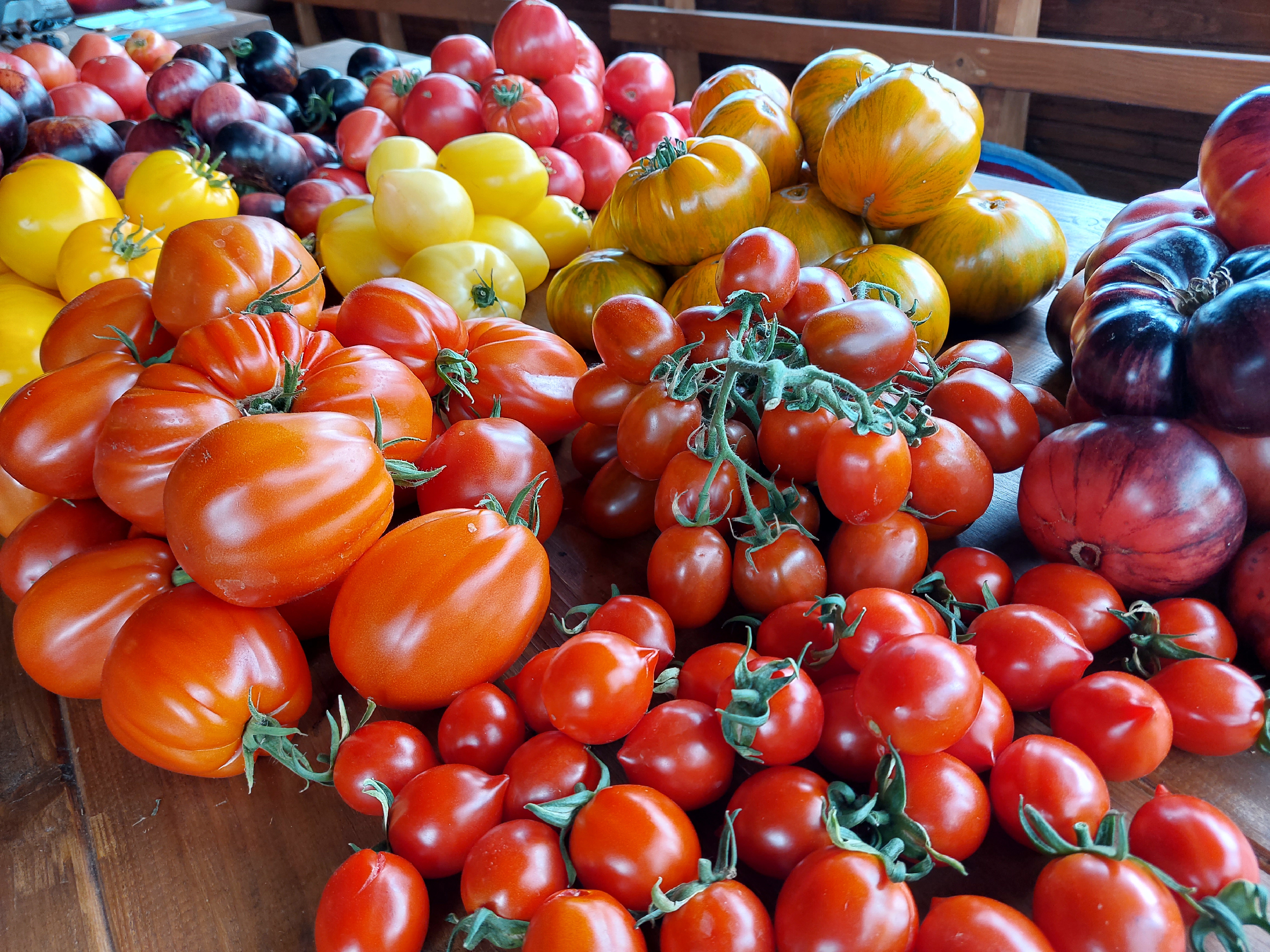 помидоры сорт бриз. томат алтайский плодовитый. томатная семья фото для конкурса. сварка помидоры сорт семена. томаты.