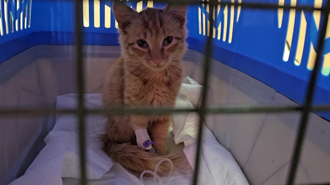 Kitten Regains Eye Sight After Getting Help From a Doggy Donor