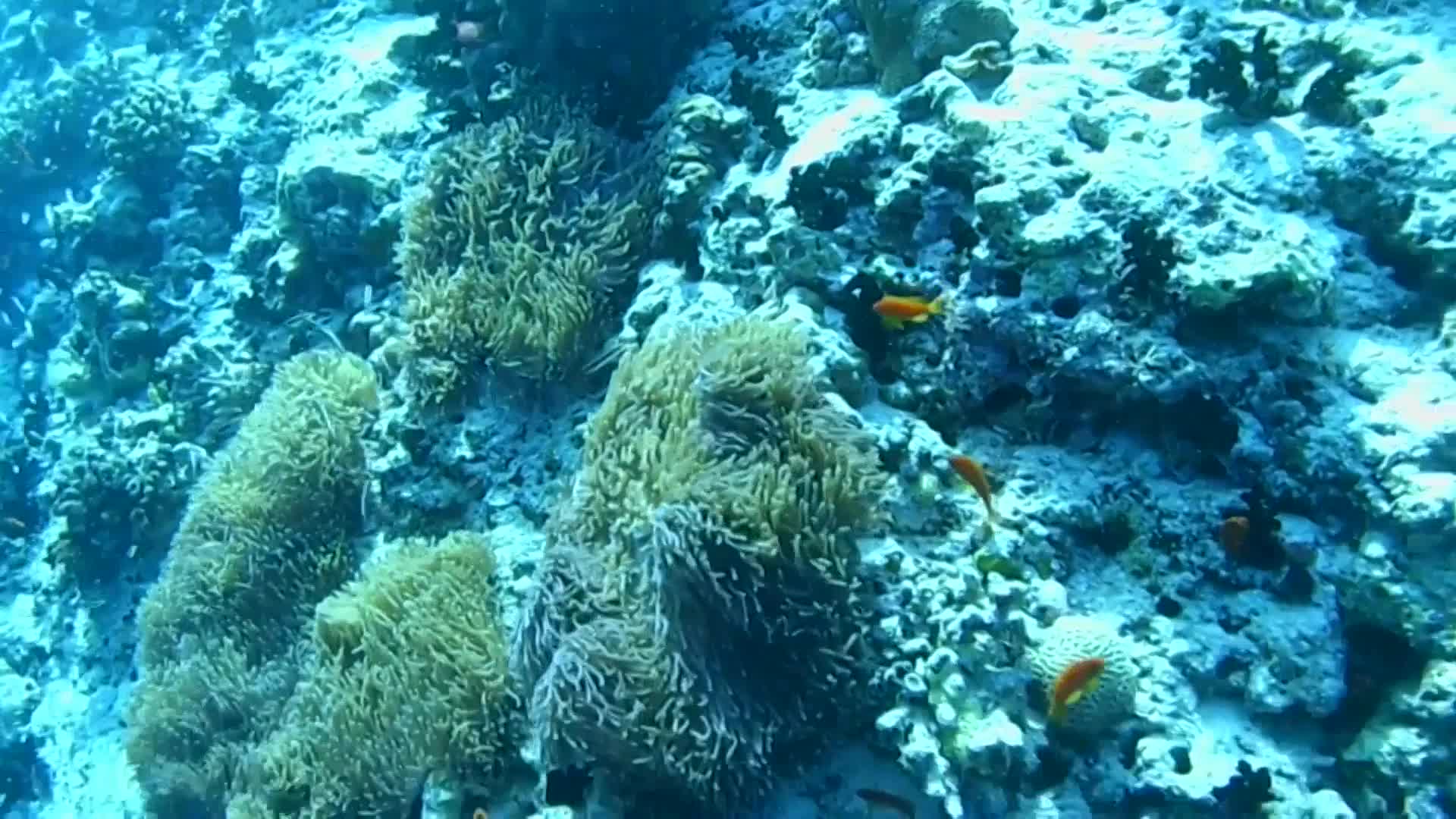 пансионат морские рифы анапа