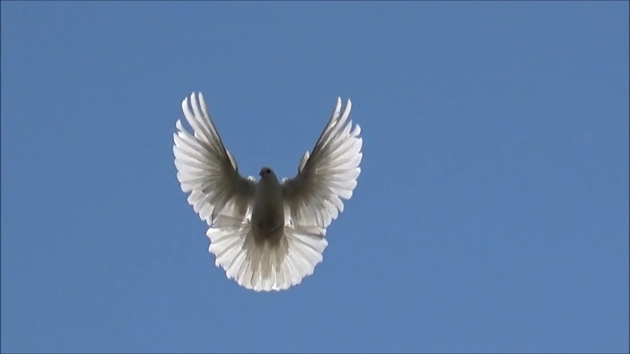 голуби николаевские смоляные. полет николаевских голубей. синемурые николаевские голуби. николаевские голуби в полете. голуби николаевские торцовые серпастые.