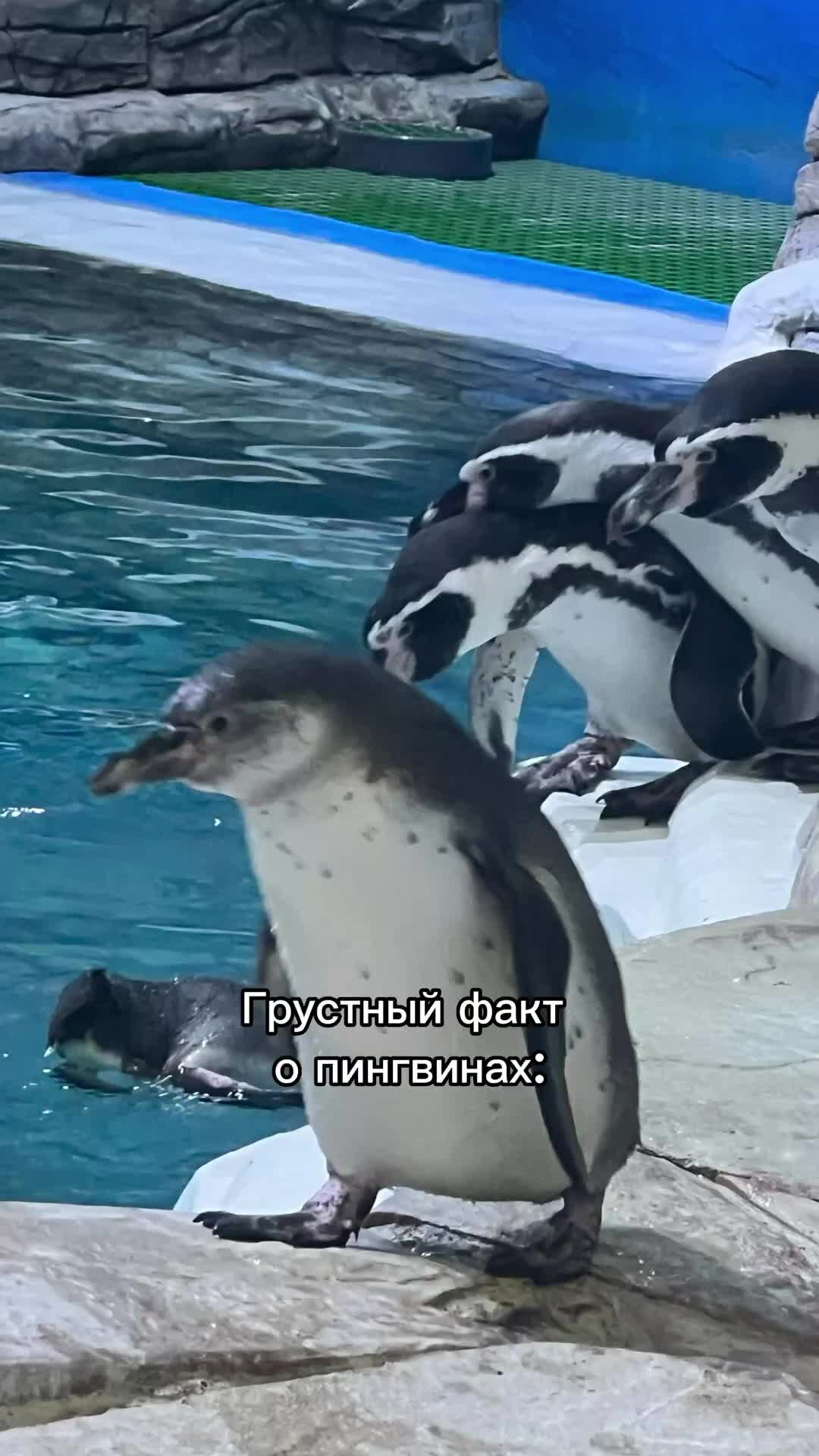 Оля пингвин