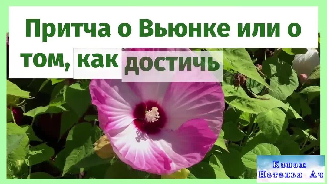 Закон о запрете вьюнка