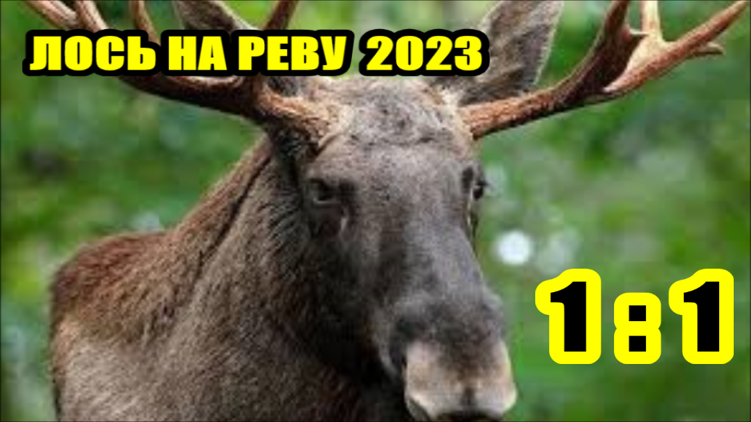 Звук ревущего лося. Лосиный Гон звуки лося лосихи