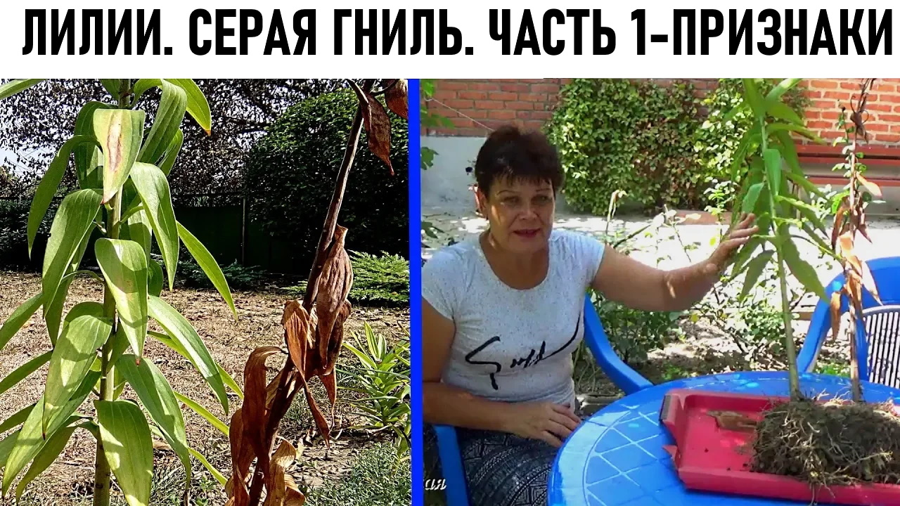 Почему чернеют бутоны у лилий. Болезни лилии. Болезни лилий болезни Лилия. Болезни лилий фитиум. Болезни лилий ботритис.