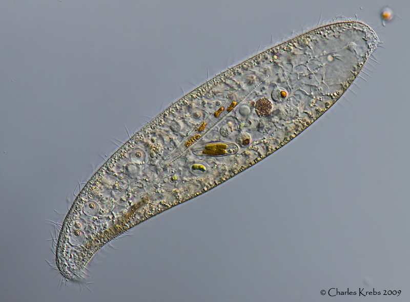 Инфузория туфелька в воде. Инфузория туфелька paramecium caudatum. Инфузория туфелька 5 класс биология. Живая пыль («инфузория туфелька. Псаммофильные инфузории.