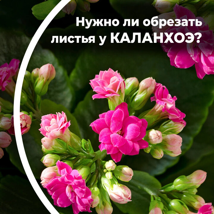 Как бороться с болезнью Скручивание листьев на Каланхоэ войлочное ?