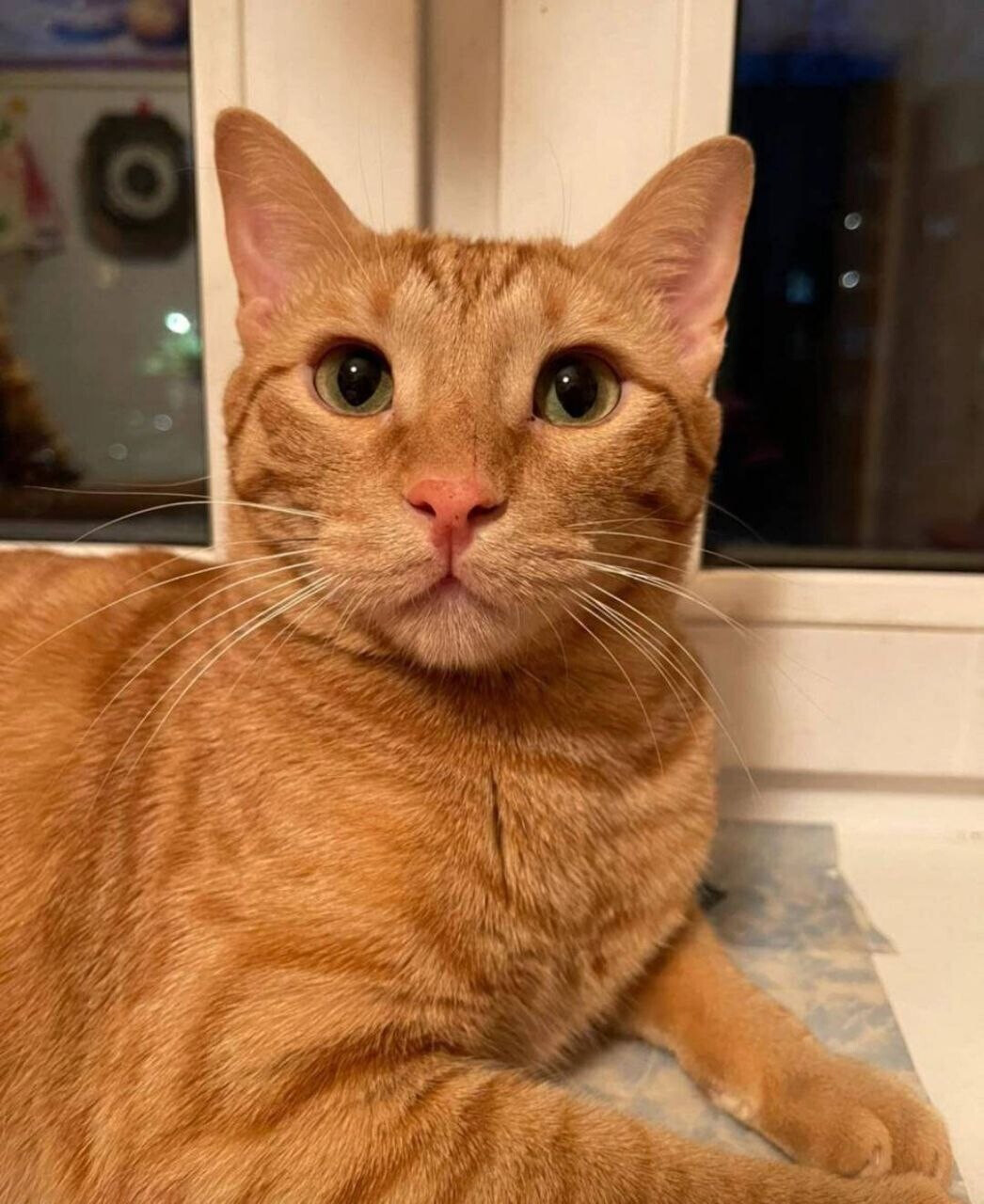 рыжий попался. кот охотник. рыжий кот с рыбой в зубах. большой кот рыжий по имени гарюха. кошка рыжая с мышью.