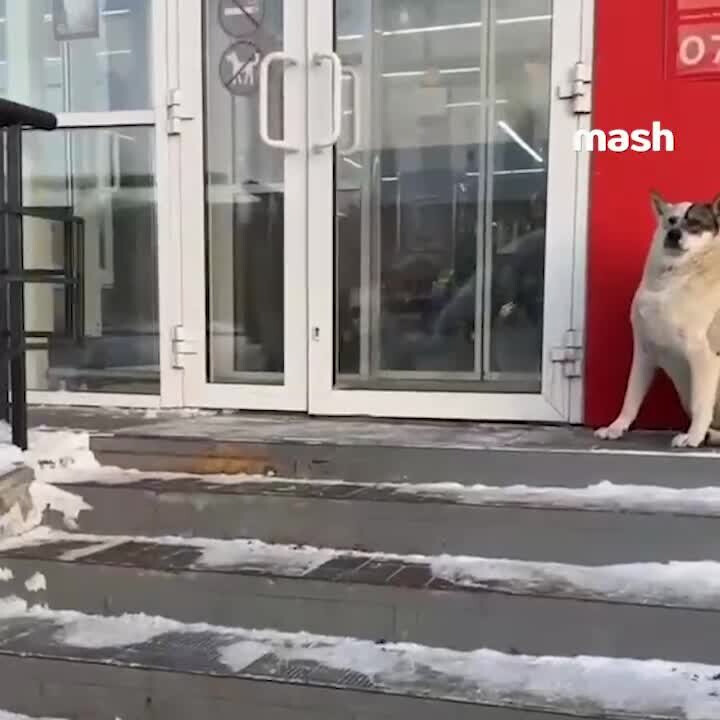 Нравится собачка