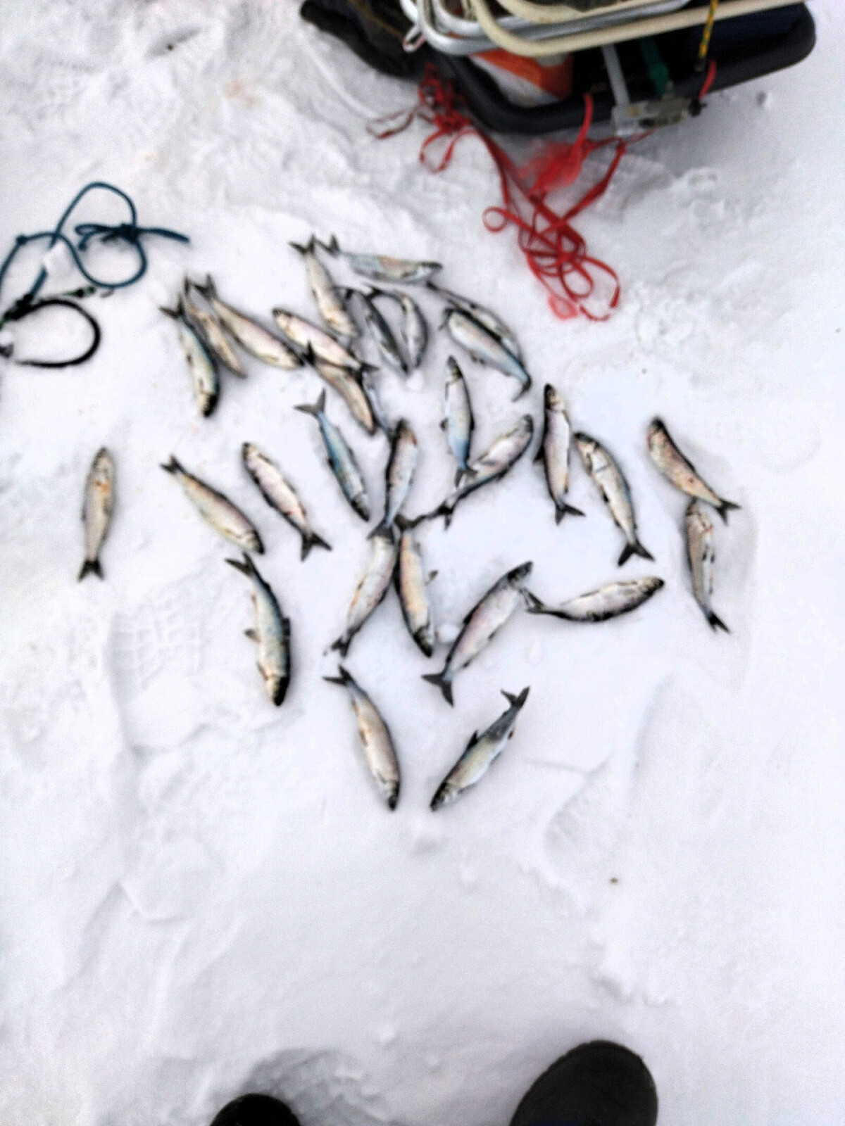 Форум рыболовов. Рыбалка в курганской области. Фион 45. Форум рыбаков. Фион45.