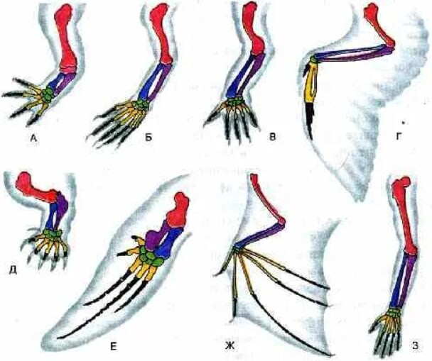 Примеры сравнительно анатомических доказательств эволюции