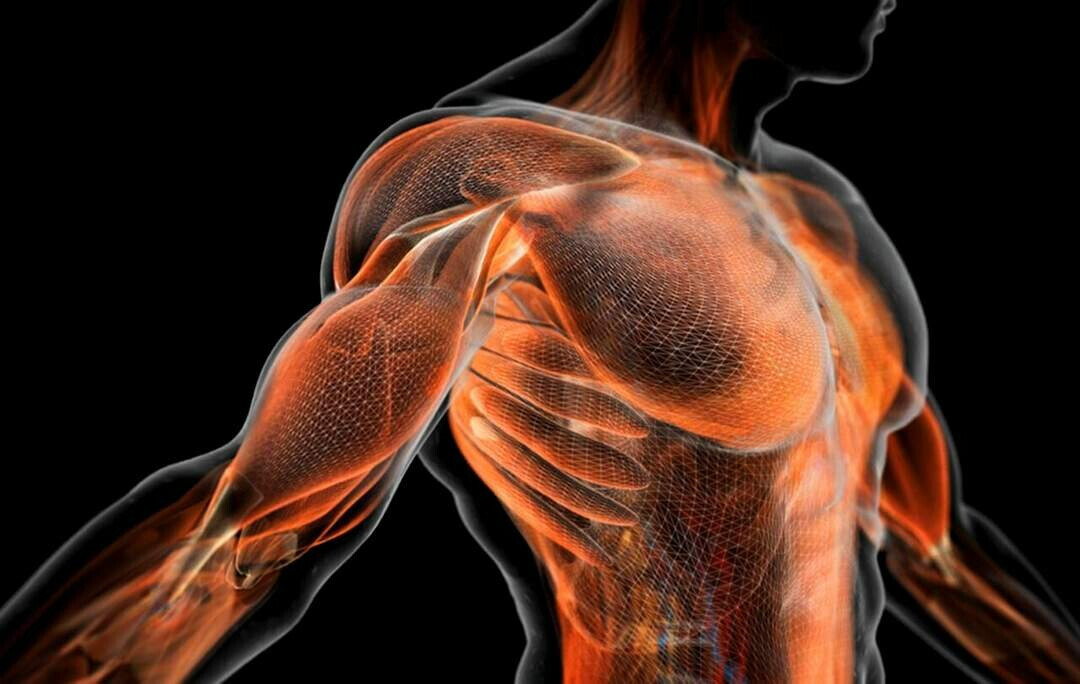 ����� "������" ��������� �� ���������� ����� "musculus", �� "mūs" - "����".