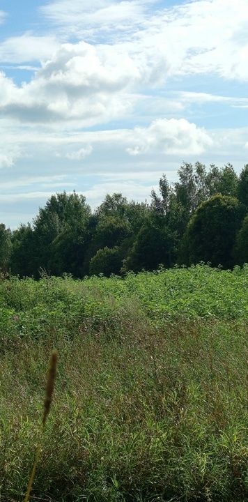 Жетілген әйелдер порно жұлдыздары