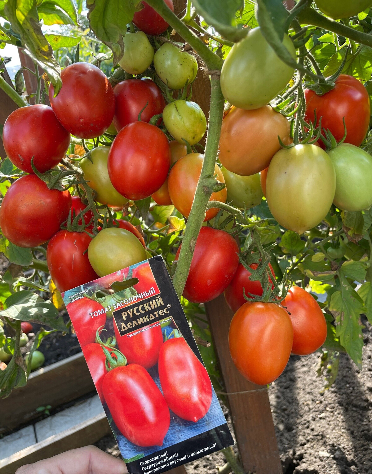 Томат Жигало