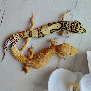 Активно набирает обороты сезон 2026. Самочки эублефаров различных морф начинают овулировать. В инкубаторе уже лежат первые яички, очень ждем выход первых малышей.- 3