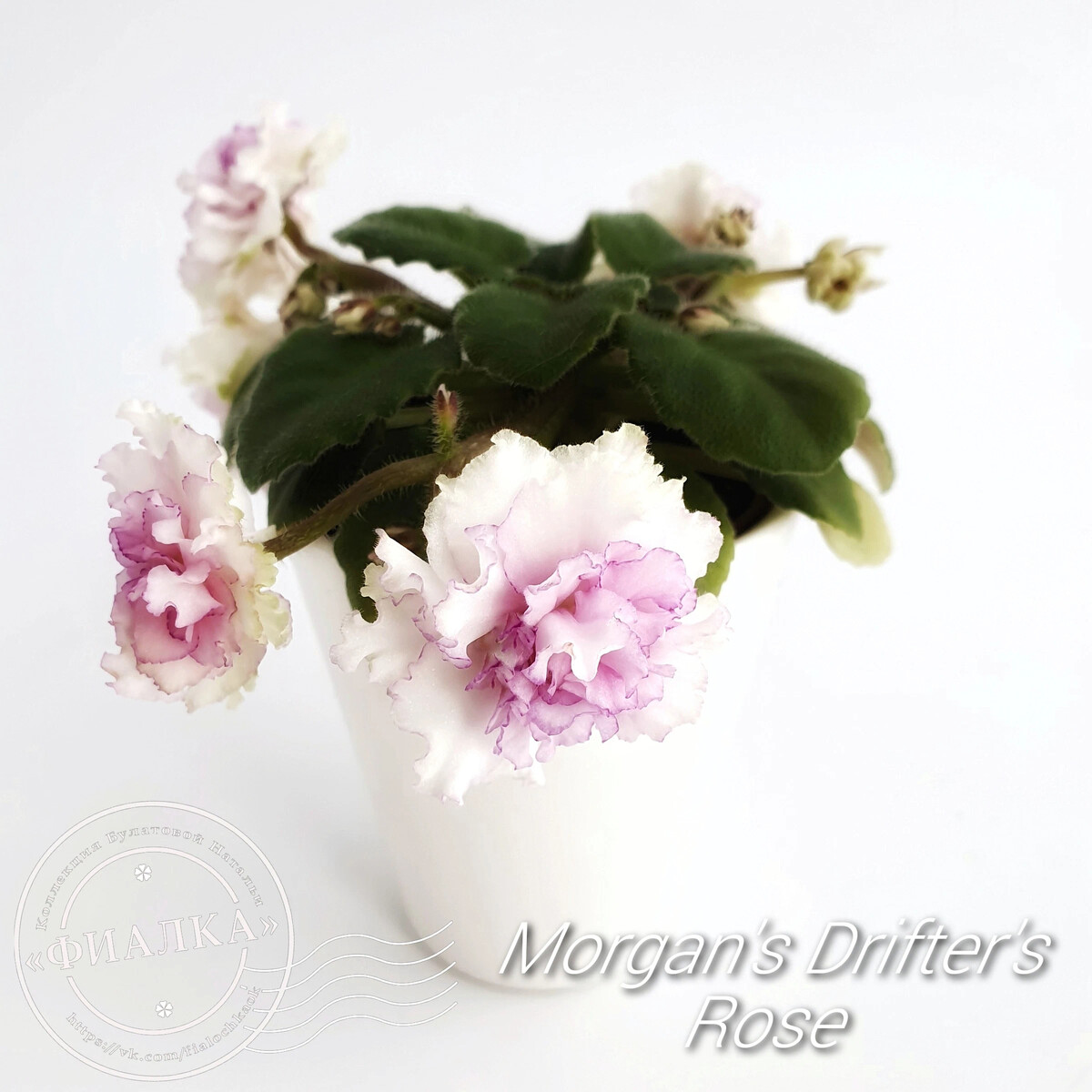 Личное дело. Morgan's Drifter's Rose (С.Eros) Мое мнение после ...