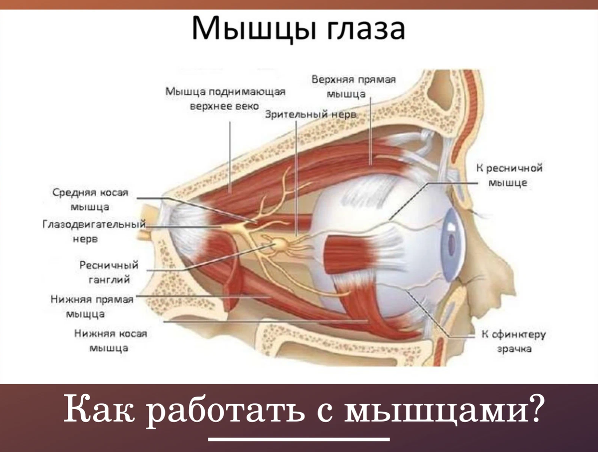 Зрительные отверстия находятся в