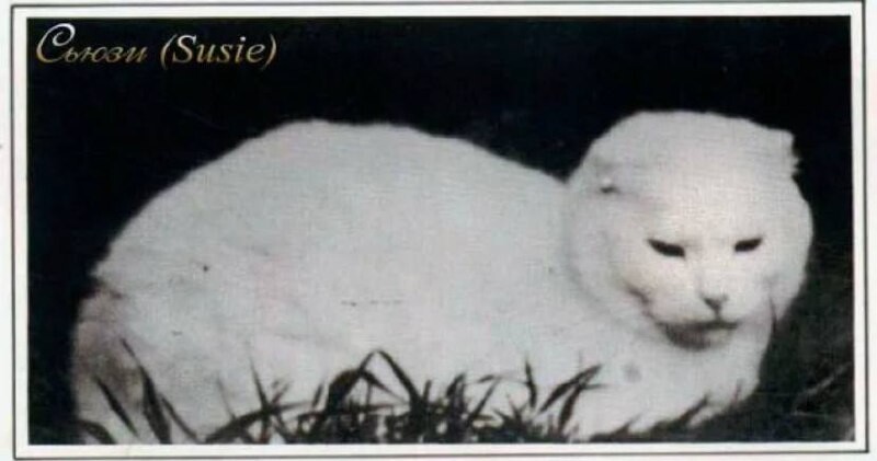 Первая шотландская кошка. Шотландская вислоухая кошка. Шотландские вислоухие коты. Шотландская вислоухая кошка. Шотландский вислоухий кот скоттиш фолд.