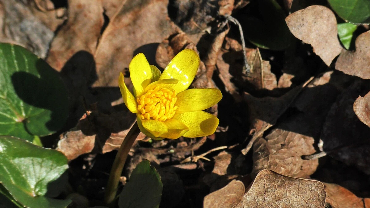 Лютик Чистяк. Чистяк весенний листья. Чистяк весенний (Ranunculus ficaria). Лютик весенний.