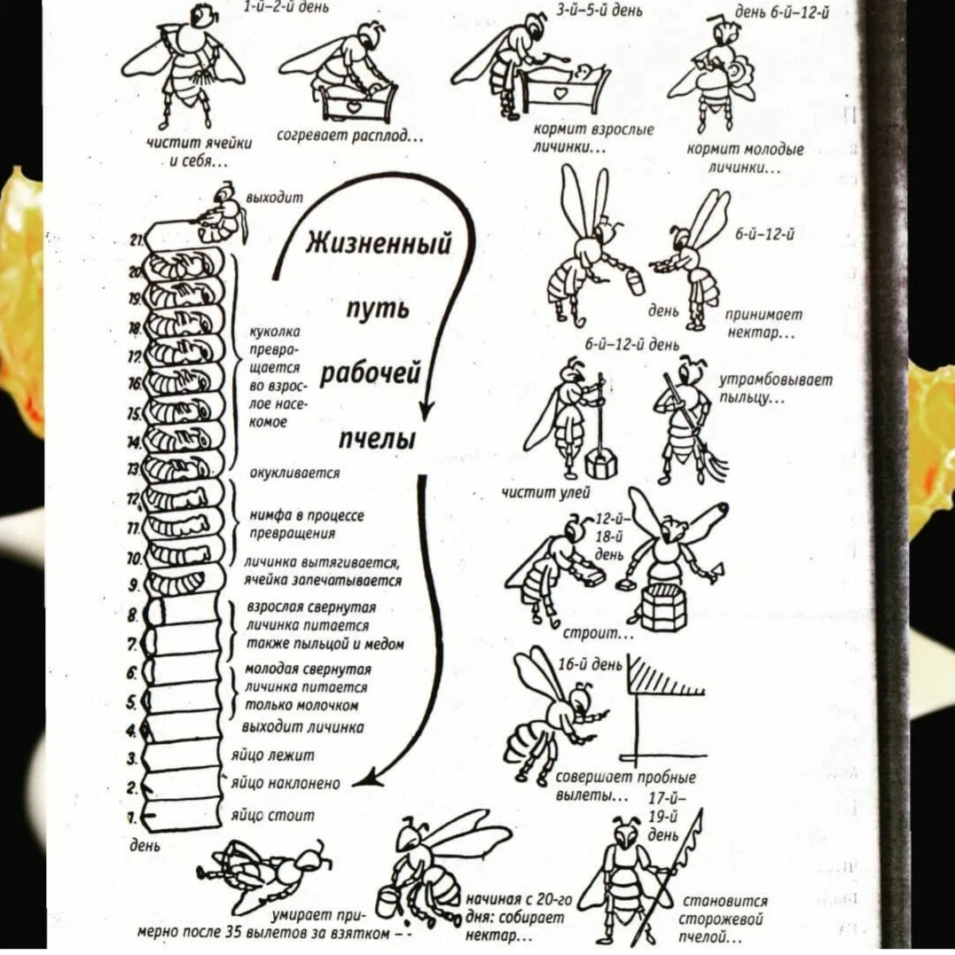 Схема развития пчелиной матки