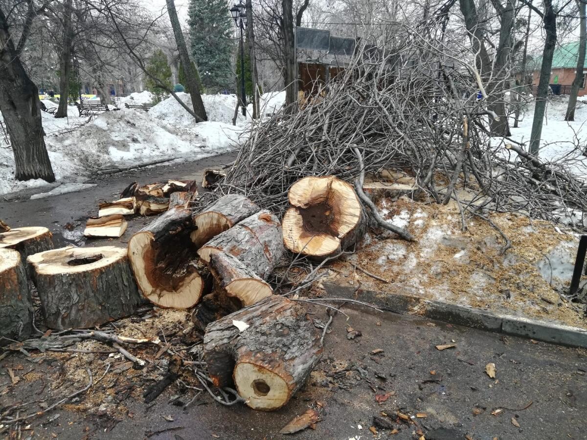 Запретили деревья. Вырубленные деревья. Упавшее дерево. Больные деревья в парке. Снос деревьев.