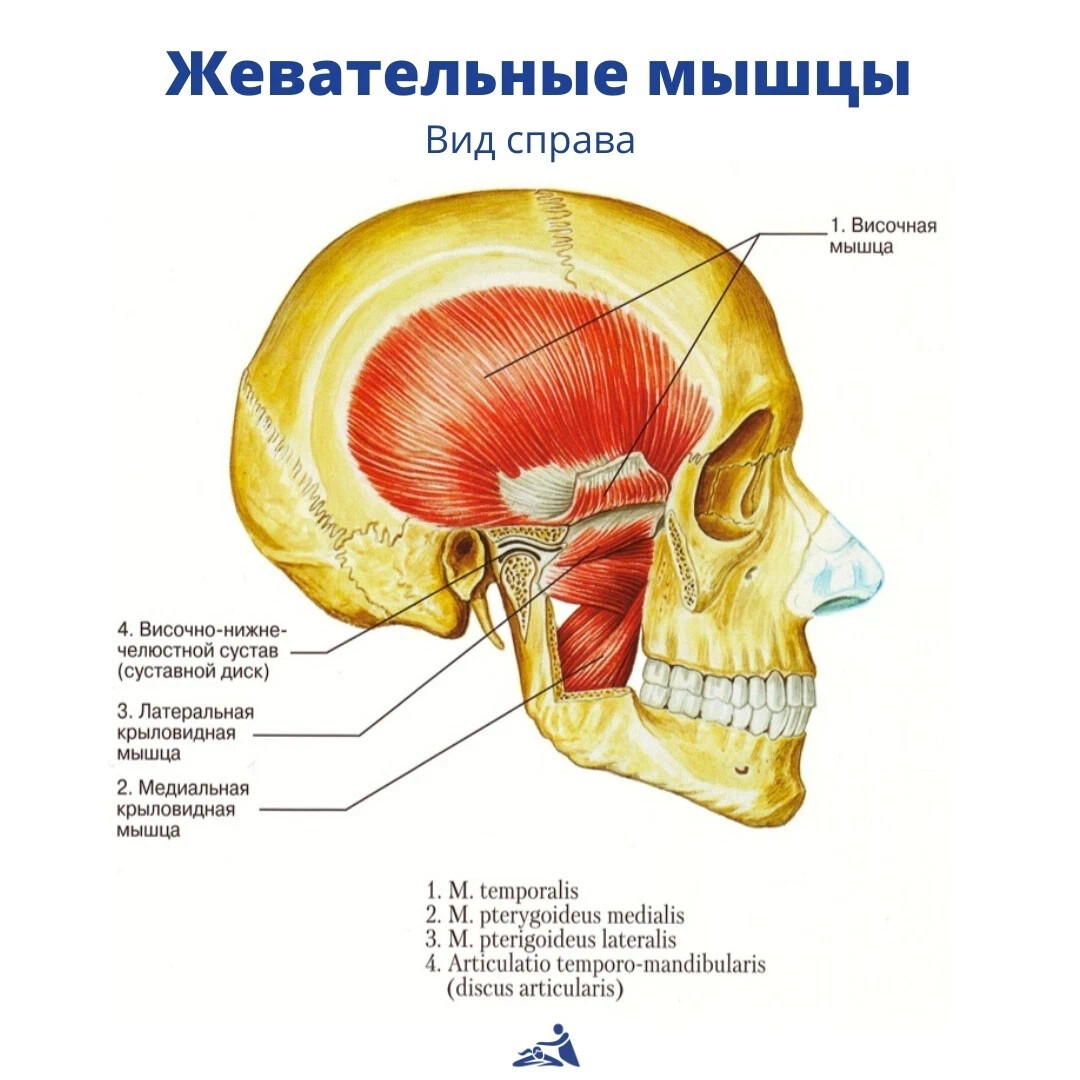 Жевательные мышцы языка. Жевательные мышцы. Жевательные мышцы вид справа. Жевательная мускулатура. Мышцы лица с описанием.