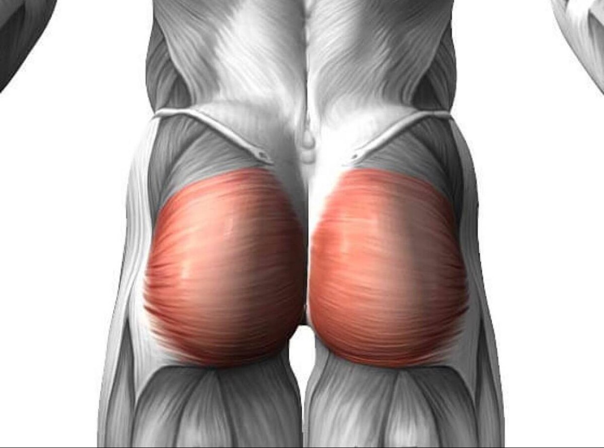 Большая средняя и малая ягодичные мышцы