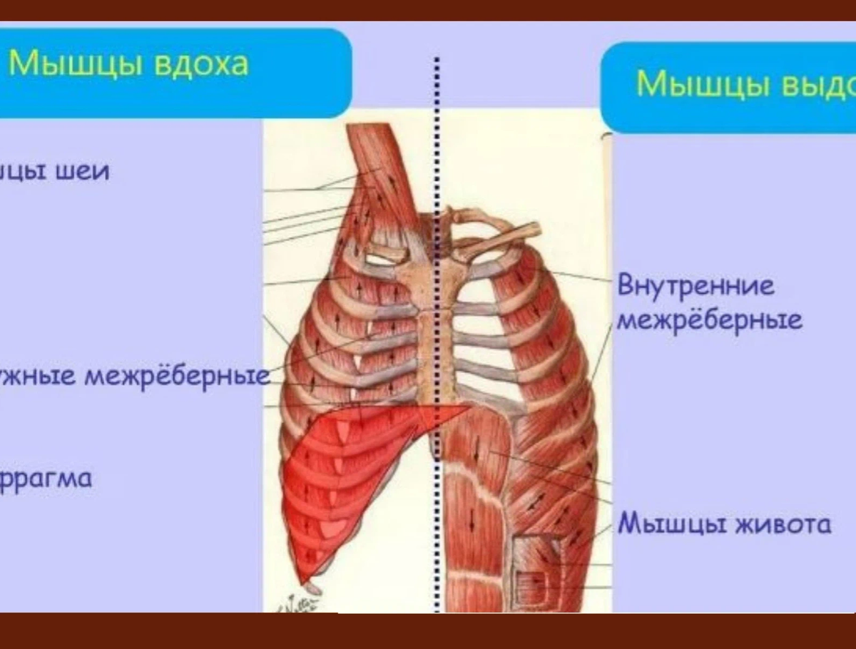 Вдох и выдох у пресмыкающихся происходит благодаря поднятию и опусканию стенки дна ротовой полости