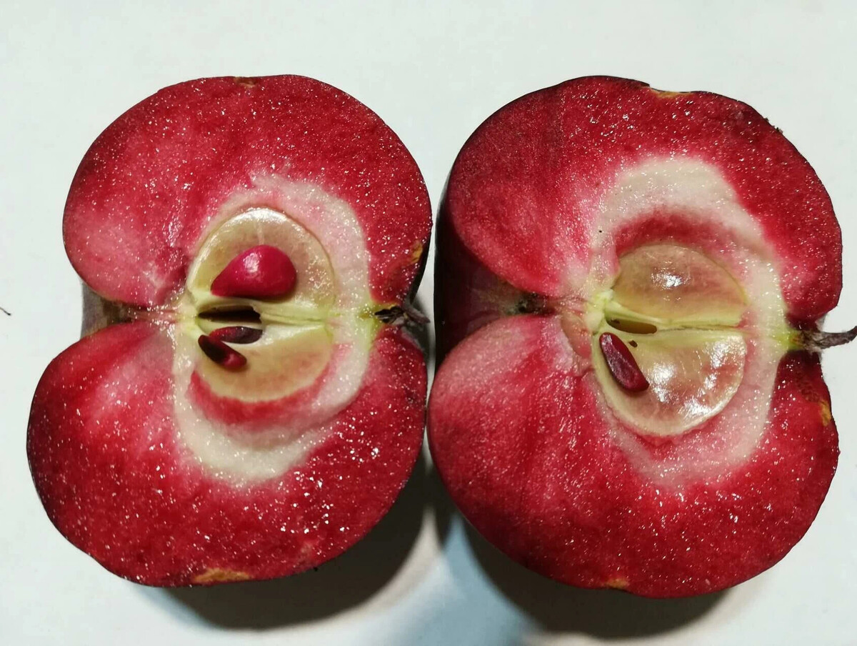 Плодовый форум. Красномякотная яблоня. Антоциановые сорта томатов.
