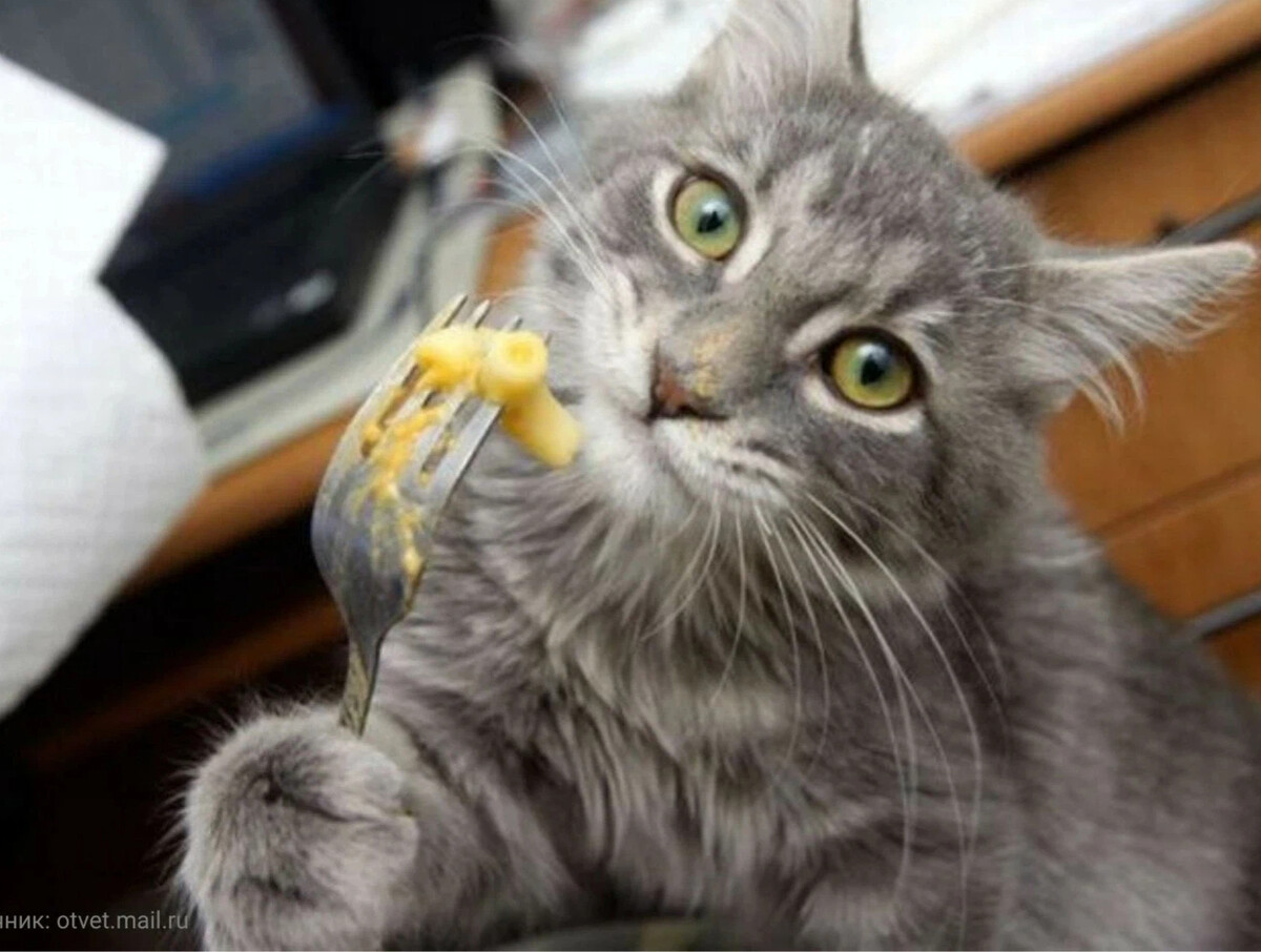 Котик с макаронами
