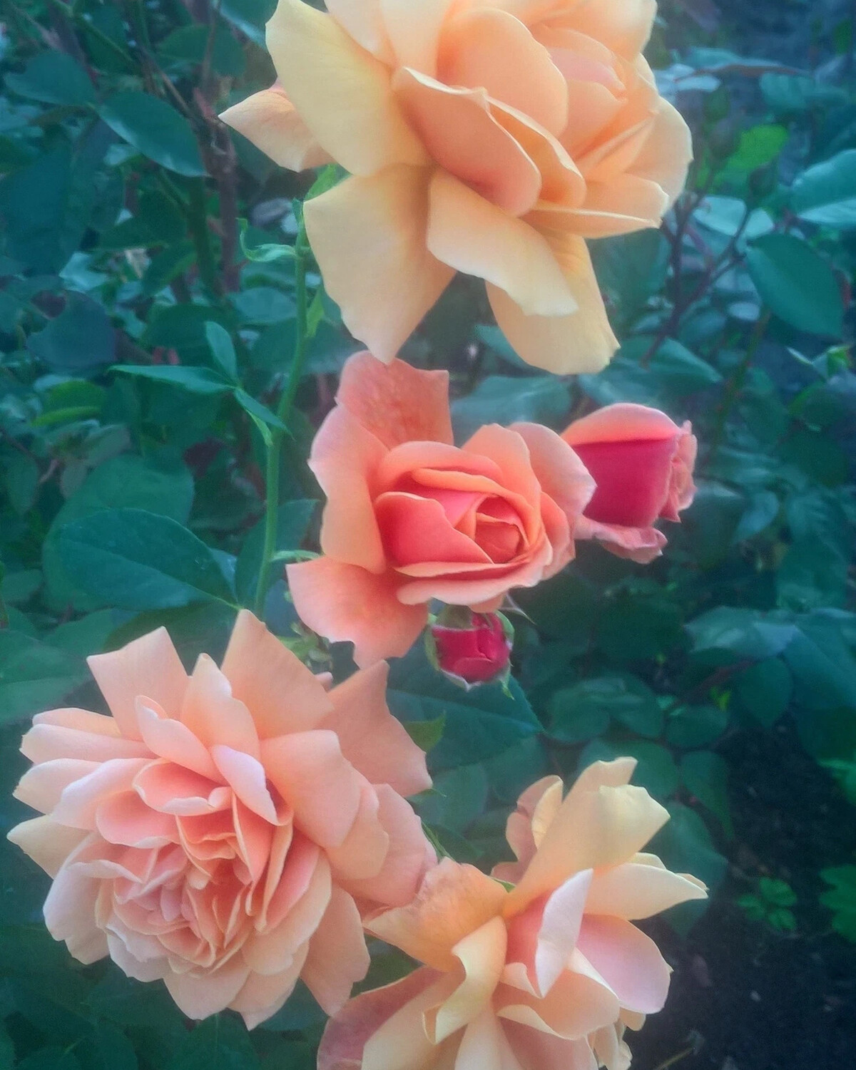 розовед михалыч каталог роз