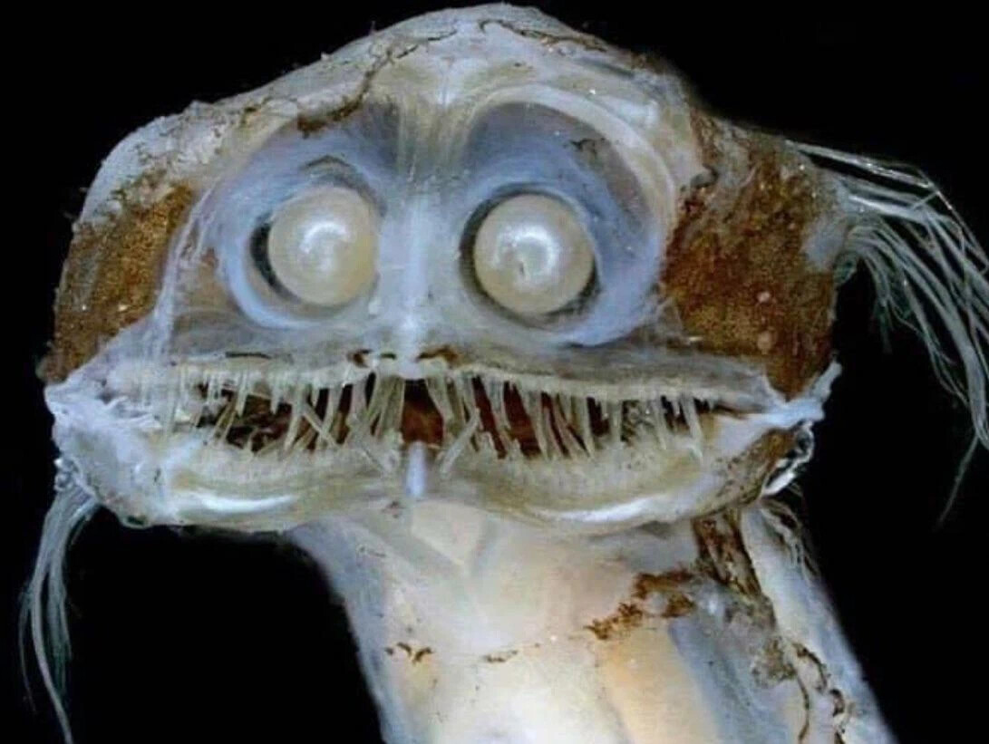 Глубоководная морская рыба Gigantura indica, на фото экземпляр из ...