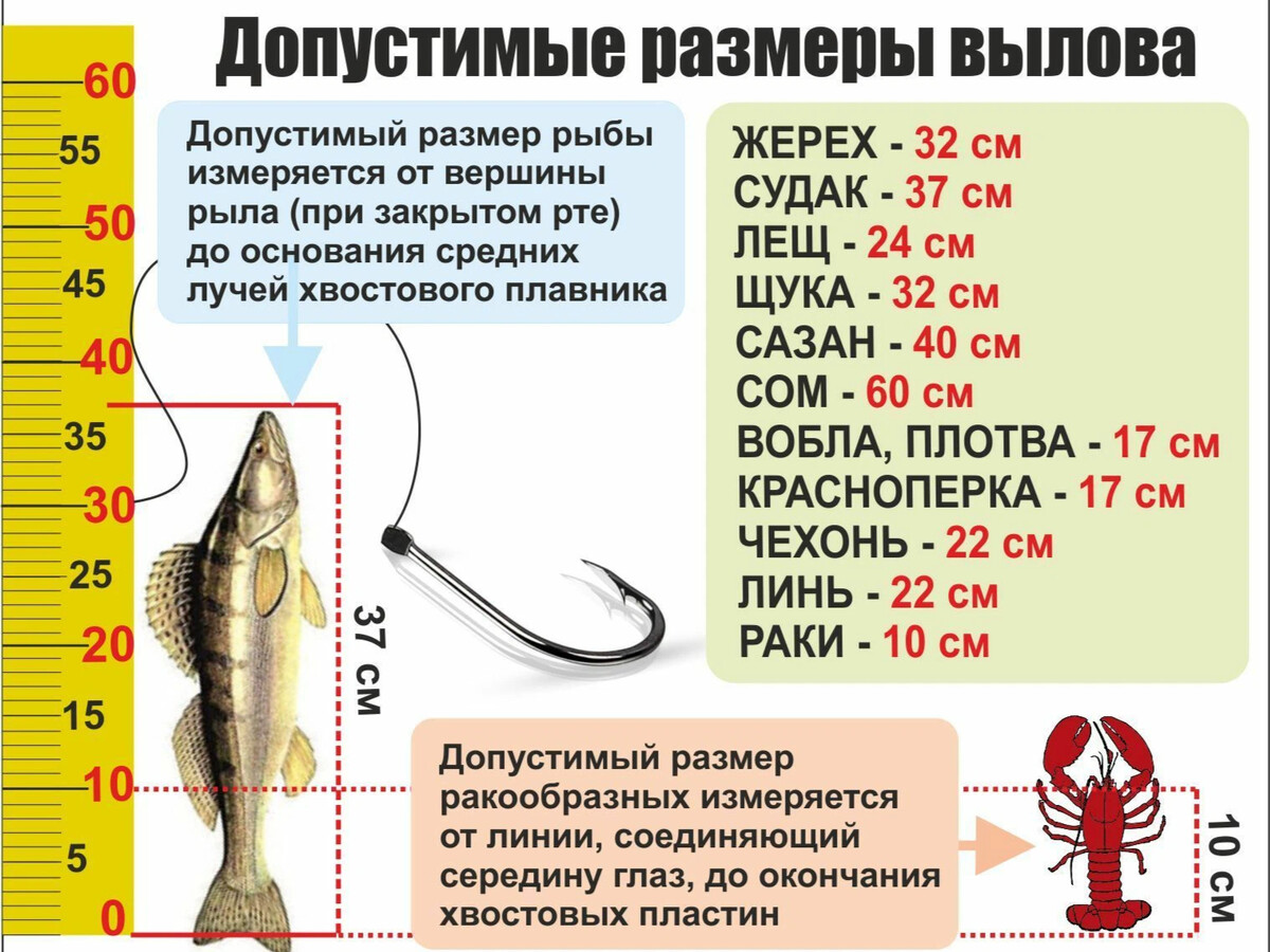 Допустимые Размеры вылова рыбы. Допустимый размер рыбы разрешенный к вылову. Размер рыб, для улова. Размер вылавливаемой рыбы.