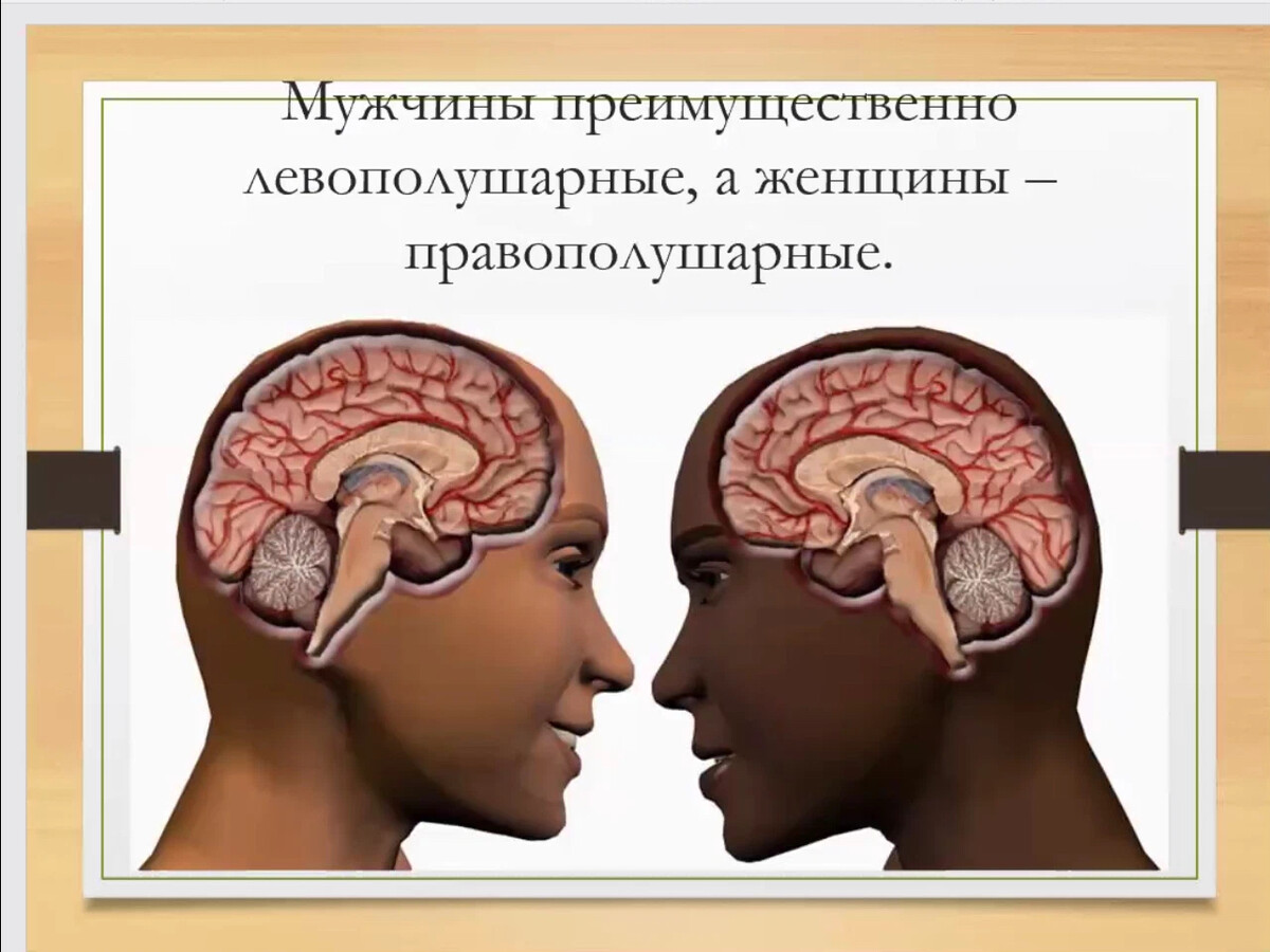 Процесс нельзя. Масса головного мозга человека. Головной мозг мужчины. Головной мозг женщины. Средний объем мозга человека.