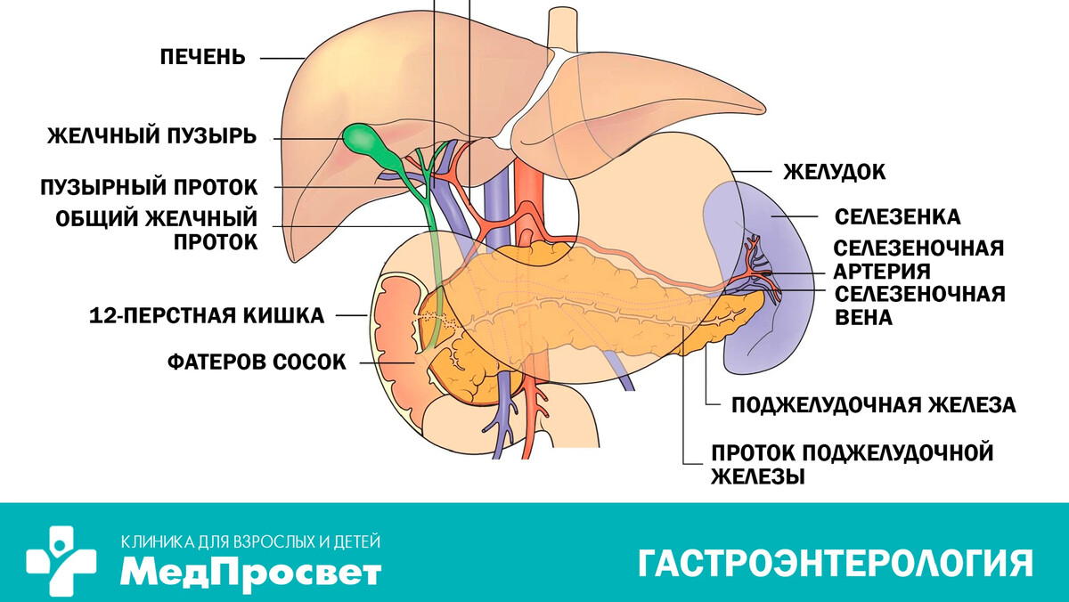 Печень поджелудочной железы. Поджелудочная железа, печень, желчный пузырь, селезенка. Печеночная желчь. Подготовка к УЗИ печени и желчного пузыря и поджелудочной железы.
