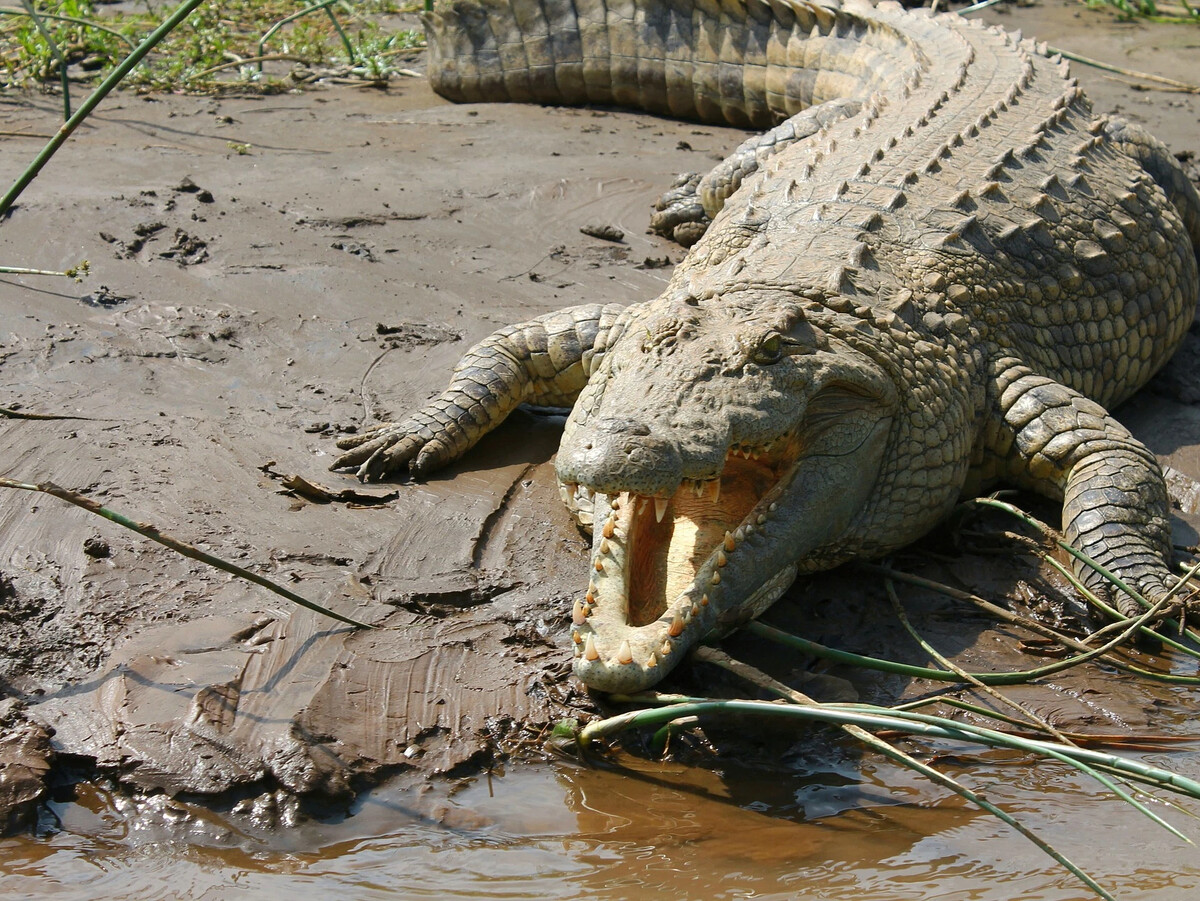 Крокодил самый опасный речной. Нильский крокодил. Индийский крокодил. Нильский крокодил нападения.