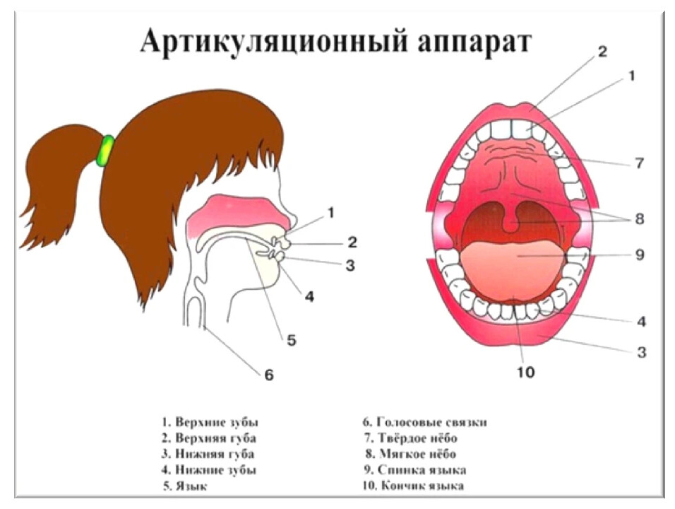 Органы артикуляции картинки для детей