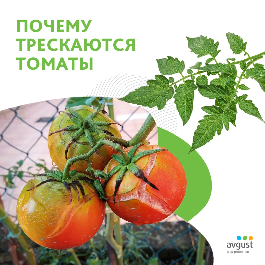 Плохо томат. Треснутый помидор. Продукция август. Плохие помидоры. Настя плохой помидор.